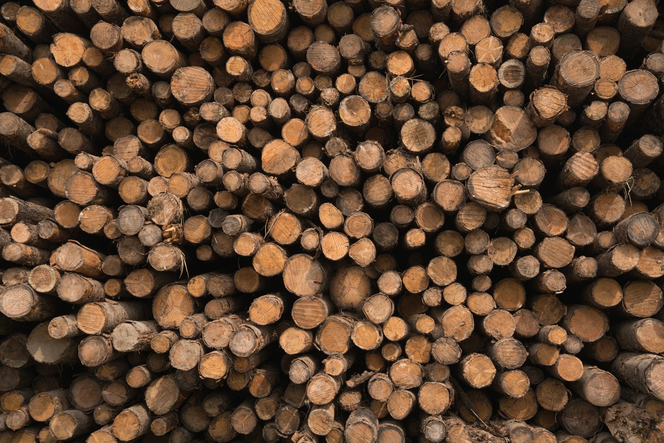 Sawn logs and timber texture background
