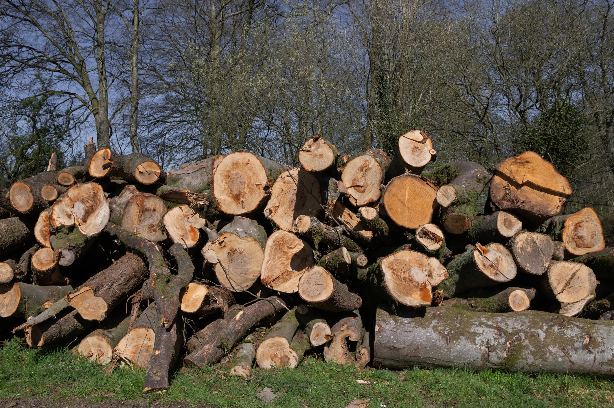 Pile of cut tree trunks ready for processing